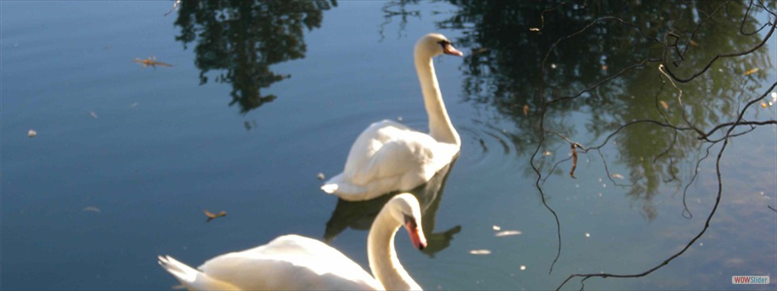 Swans in our pond